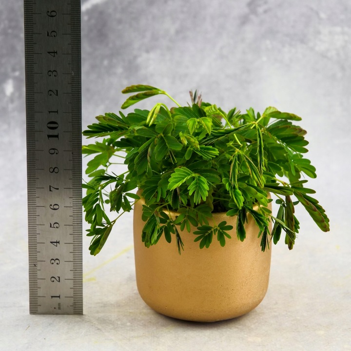 Mimosa Pudica MiMOZA wstydliwa roślinka rozmiar S Bardzo delikatna