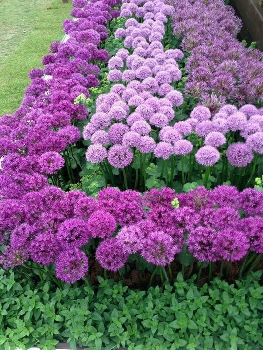 CZOSNEK ozdobny OLBRZYMI cebulki FIOLETOWY GLADIATOR 5 szt. + GRATIS