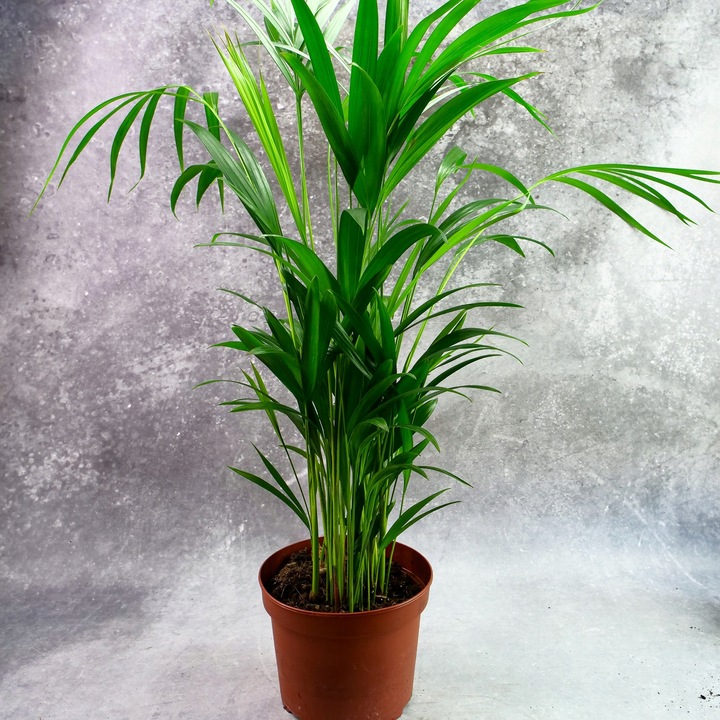 Areka palma Areca Dypsis czyści powietrze Wys. 70cm Zimoodporne