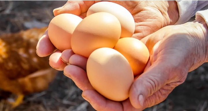 Mieszanka paszowa dla kur niosek, SMACZNA i prosta kompozycja 20kg