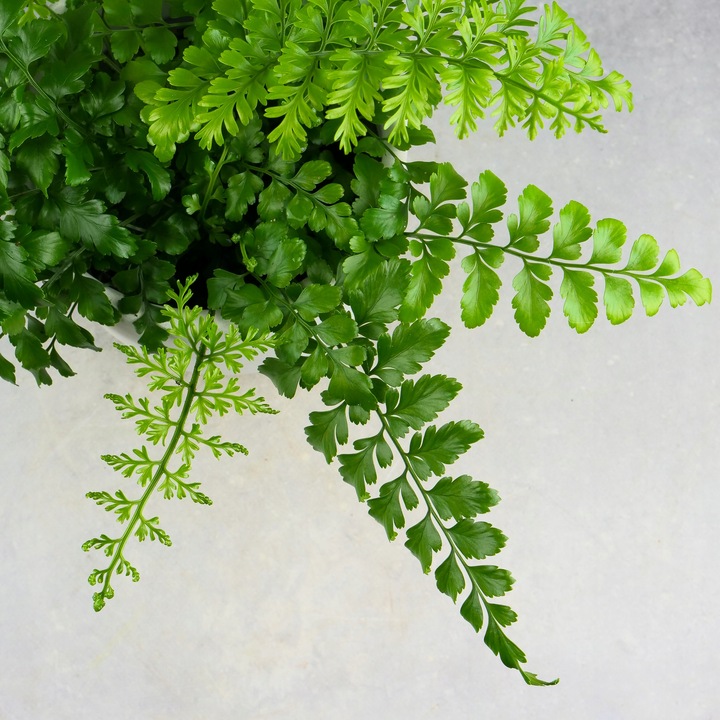 Paproć ASPLENIUM PARVATI egzotyczna paprotka domowa BEZPIECZNA DLA