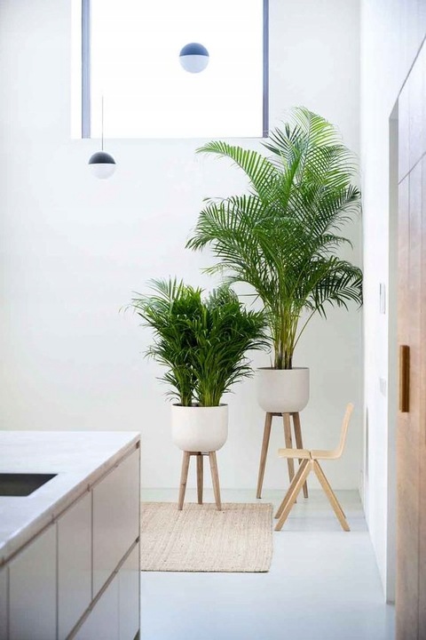 PALMA AREKA Dypsis Lutescens ŻYWY NAWILŻACZ DUŻA PALMA DEKORACYJNA