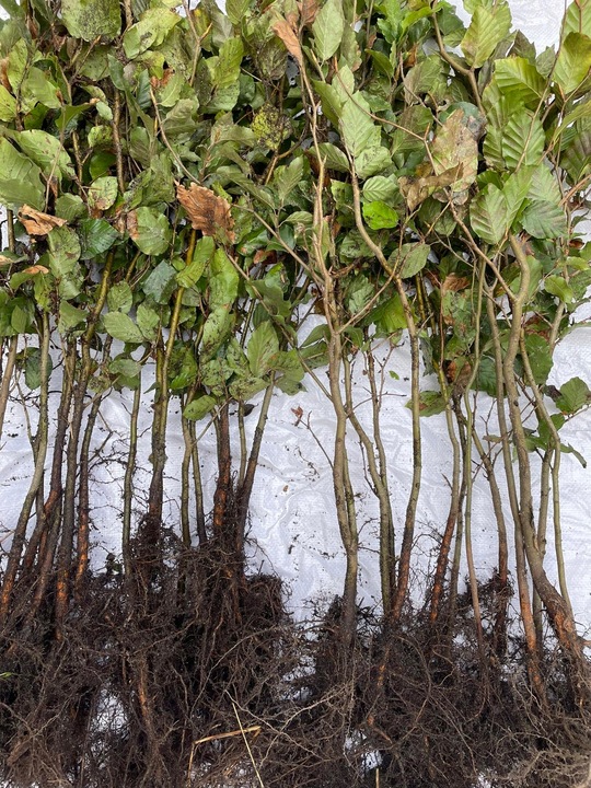 Buk pospolity sadzonki idealne do tworzenia żywopłotów 60-100 cm 100