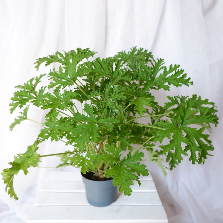 GERANIUM ANGINKA ROŚLINA LECZNICZA gęsta XL don.Ø13cm