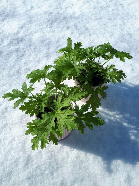 Geranium Anginka Roślina