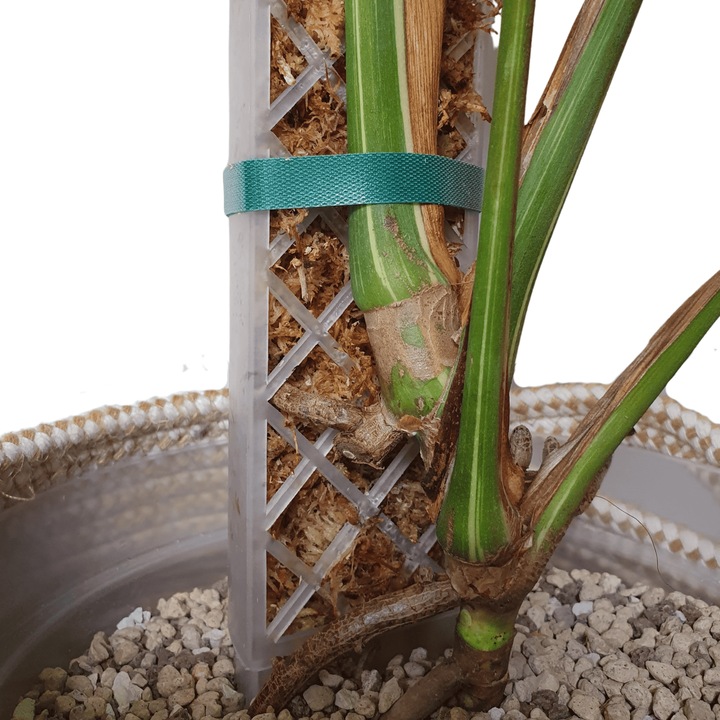 Mech Sphagnum 8L Besgrow Spagmoss Classic torfowiec 100G podłoże pH