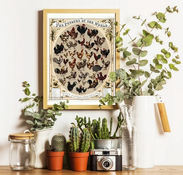 Ziemia Okrzemkowa Diatomit Pan Kurnik Utrzymuje Czystość w KURNIKU