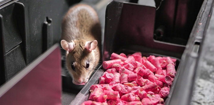 ULTRAMOCNA TRUTKA GRANULAT NA MYSZY I SZCZURY BROMADIOLON STRONG 1KG