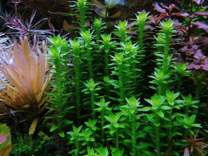 QualDrop K CLARITY Plant One 500 ml - nawóz potas