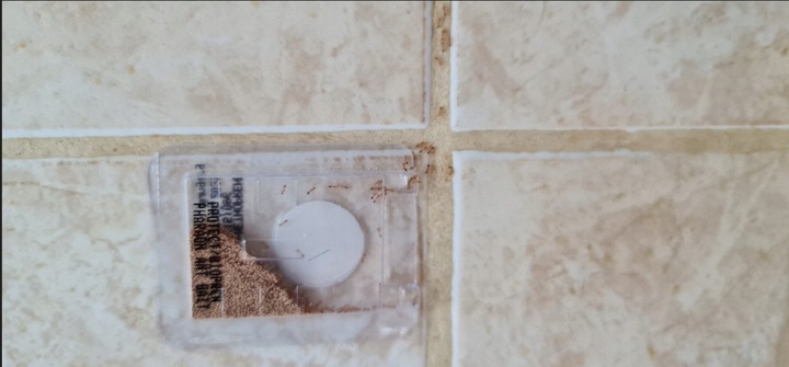 SILNY PROSZEK ŚRODEK PREPARAT TRUTKA NA MRÓWKI FARAONA PROTECT 3 SZT