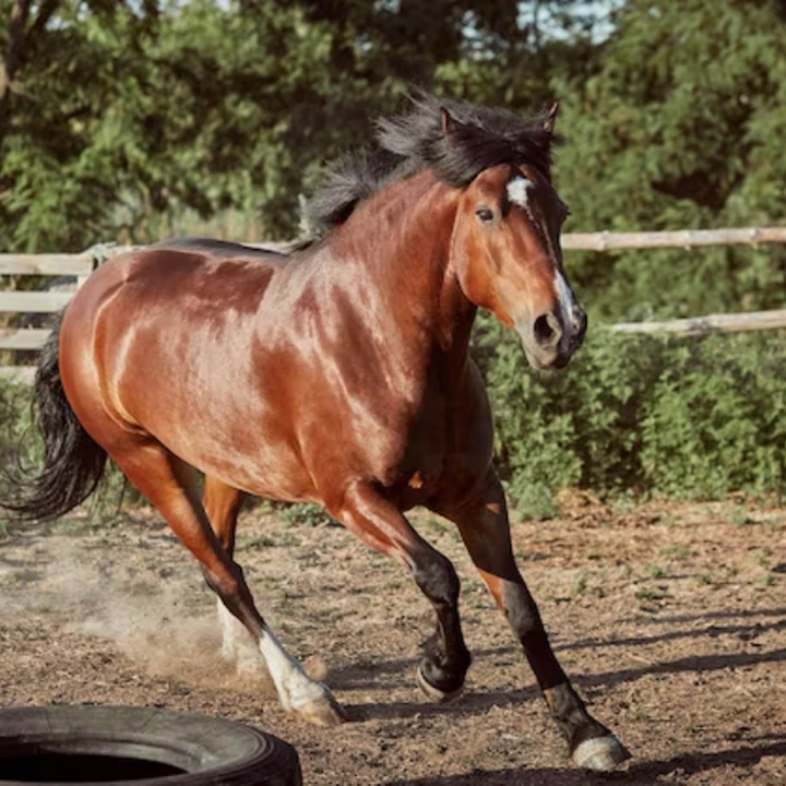 Olej Lniany dla koni, Pasza dla koni, Suplement 5L + mydło