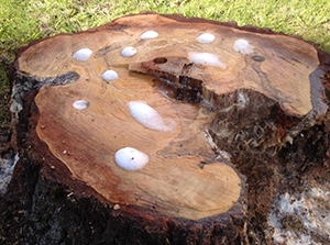 Grzybnia do rozkładu pni i korzeni 750ML NATURALNA