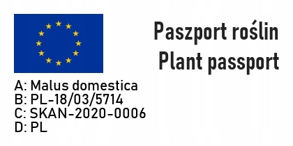 Zestaw DRZEWEK KOLUMNOWYCH Grusza Jabłoń Śliwa Morela DRZEWKA OWOCOWE