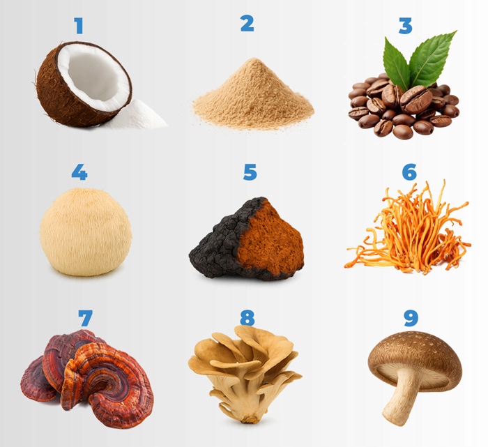 KAWA Z GRZYBÓW 9 w 1 Lions Mane Cordyceps Chaga Reishi MCT Błonnik