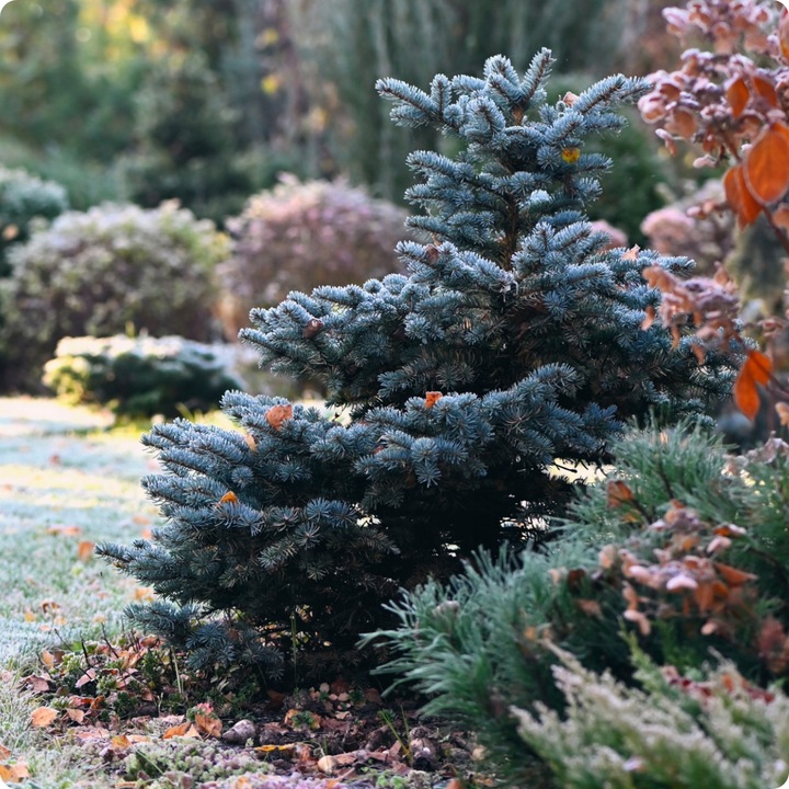 SIARCZAN AMONU 5kg NAWÓZ JESIENNY DO IGLAKÓW TUI WRZOSÓW WRZOŚCÓW