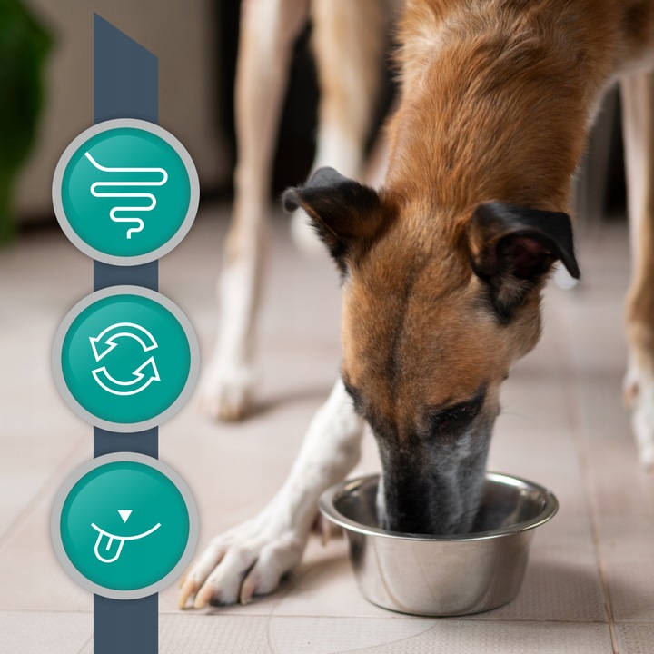 Mokra karma dla psów problemy z trawieniem Vet Expert Intestinal