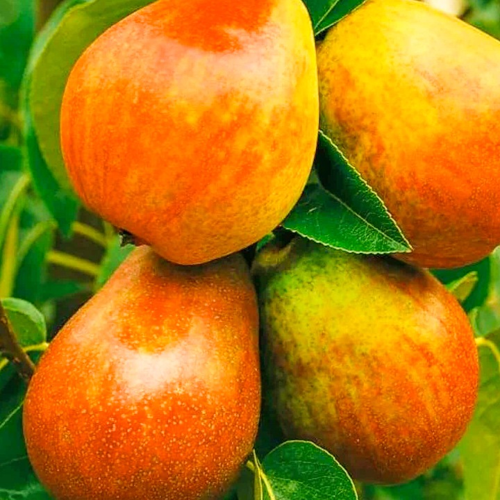 SADZONKI DRZEWKA OWOCOWE GRUSZA KLAPSA FAWORYTKA GIGANTYCZNE OWOCE