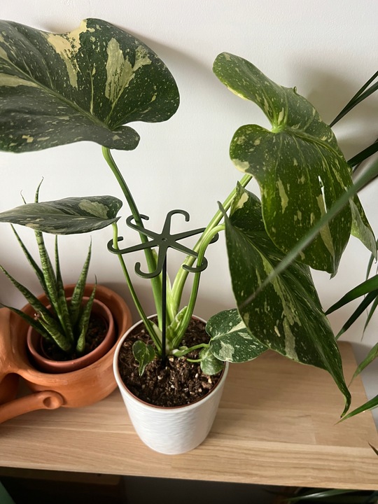 Podpórki do kwiatów podpórka chwytak z prętem 33cm OCTOPUS M 15cm 3 szt.