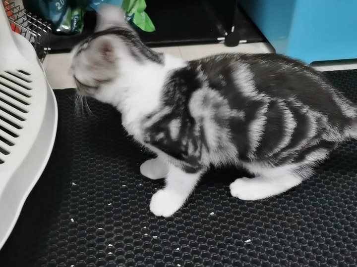 Mata wycieraczka pod kuwetę 60x45 szara Praktyczne rozwiązanie na żwirek!