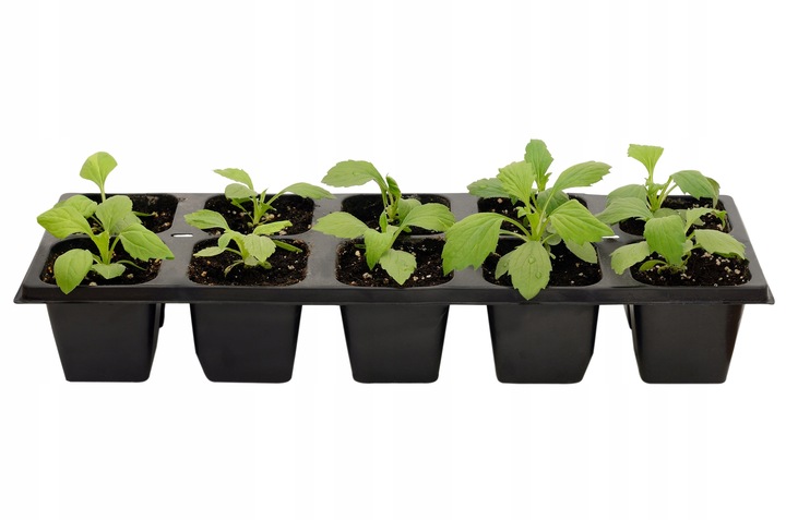 WIELODONICZKA DO SIEWU DONICZKA DO WYSIEWU ROZSAD TACA PODSTAWKA 40szt