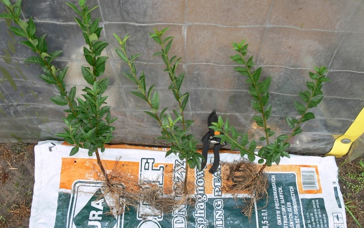 Ligustr pospolity - Liguster - Żywopłot -- 20-50cm --- 100szt.