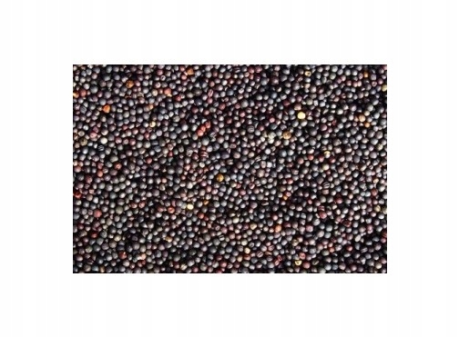 Rzepak dla gołębi, papug, kanarków 5 kg