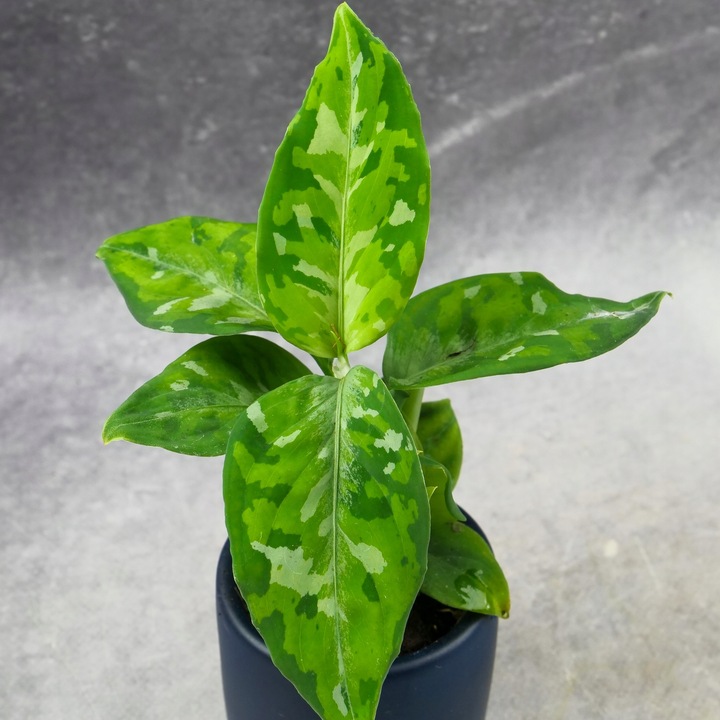 Aglaonema pictum TRICOLOR kolekcjonerska OCIEPLACZ GRATIS D6cm