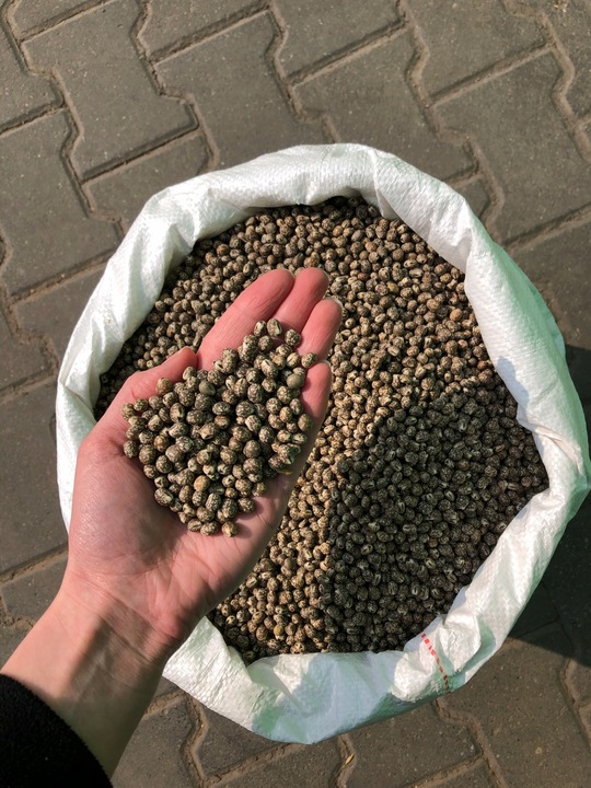 Łubin wąskolistny 25kg GORZKI