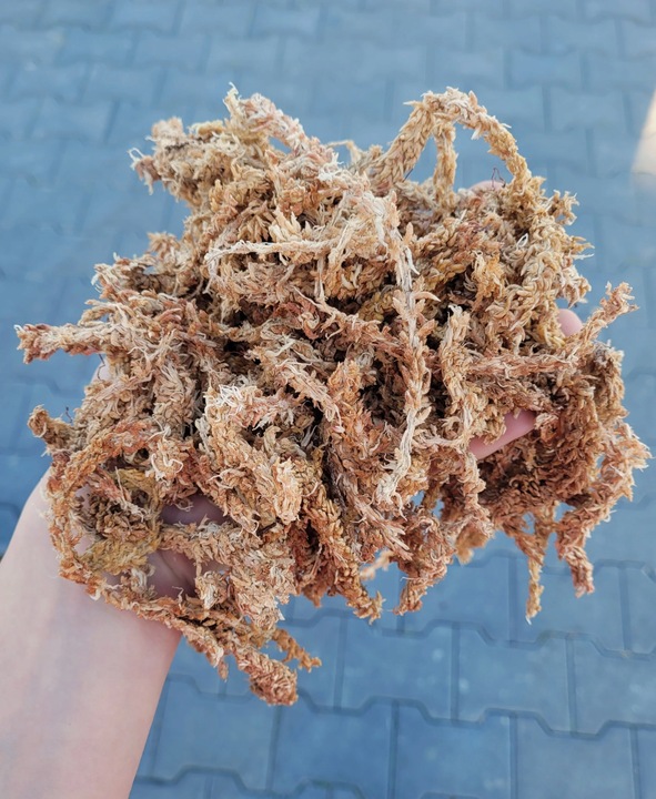 Mech Sphagnum Torfowiec Podłoże do Storczyków 250g