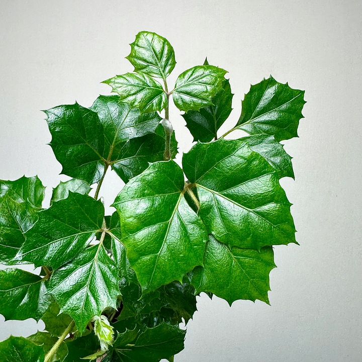 CISSUS ROMBOLISTNY don.9cm