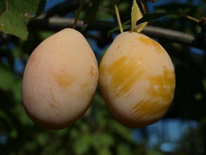 Śliwa RENKLODA ULENA POPULARNA Sadzonka z gołym korzeniem DUŻE JĘDRNE