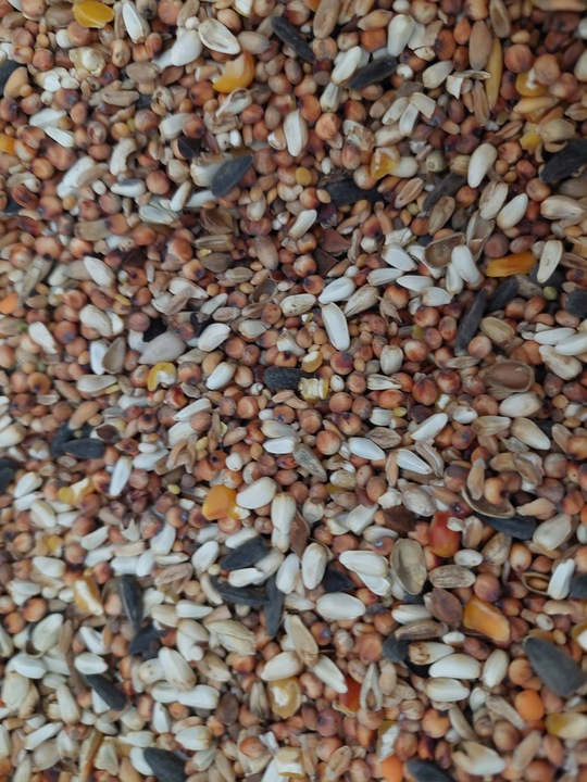 Kampol O-MIX DROBNY karma dla Papug, Dzikich Ptaków 25kg