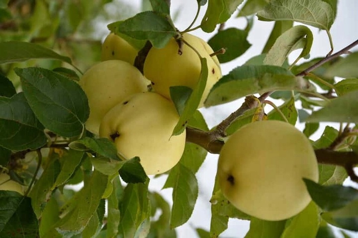 Jabłoń PAPIERÓWKA Oliwka żółta/ ODMIANA DESEROWA