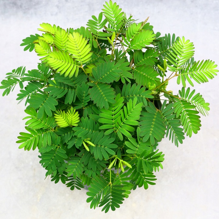 Mimosa Pudica MiMOZA wstydliwa roślinka rozmiar S Bardzo delikatna