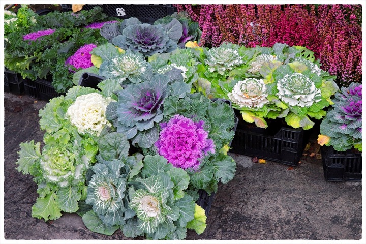 Kapusta ozdobna ZESTAW 8szt sadzonek MIX KOLORÓW na jesień i zimę