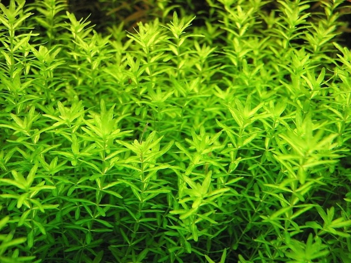 Zestaw roślin łatwych w uprawie 3 plany + GRATIS