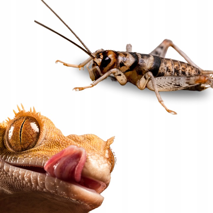 Świerszcze bananowe żywe Świerszcz średni 1,5cm - 150szt