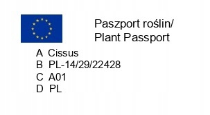 CISSUS ROMBOLISTNY don.9cm