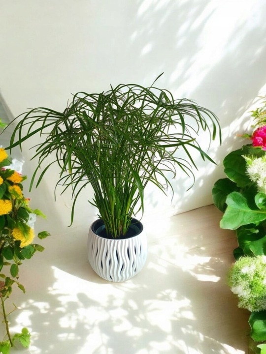 Papirus Cibora zmienna Cyperus alternifolius do Domu Ogrodu i Oczek