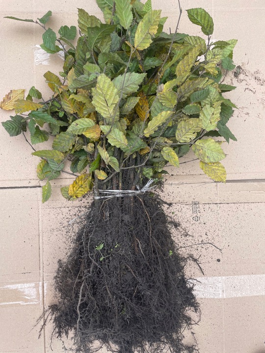 Grab pospolity na żywopłot sadzonki 20-40cm Pakiet 100 sztuk