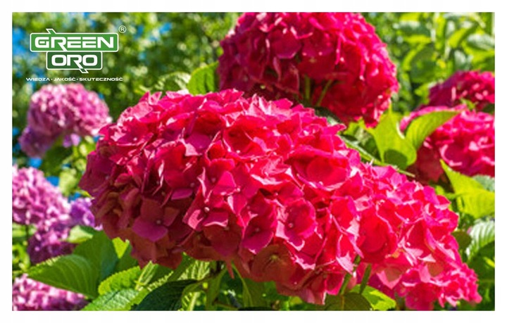 Nawóz do Hortensji Rododendronów Borówki Azalii Magnolii 5kg 100 dni