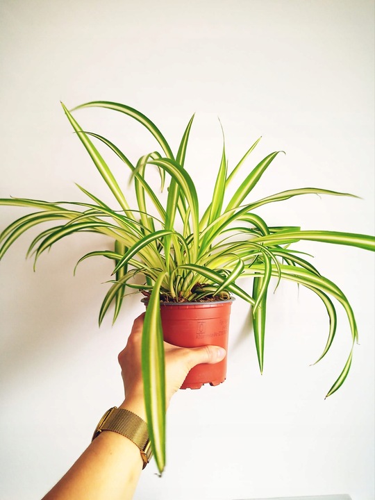 Zielistek Chlorophytum comosum Variegatum Zielistka