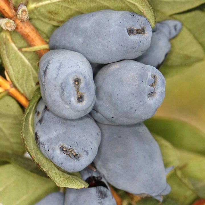 Szkółka Jagoda Kamczacka ZESTAW KANADYJSKICH odmian