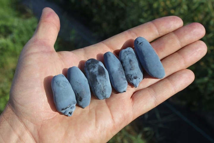 Szkółka Jagoda Kamczacka ZESTAW KANADYJSKICH odmian