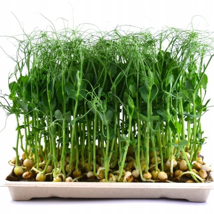 TORAF MICROGREENS MŁODE LISTKI ZESTAW 4 ROŚLIN MAT BOMBA WITAMINOWA NASIONA