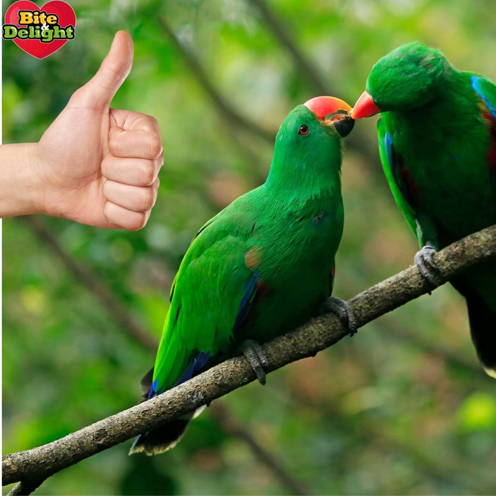 PROSO SENEGALSKIE BIAŁE + CZERWONE 0,5KG + 0,5KG CZYSTE DUŻE KŁOSY