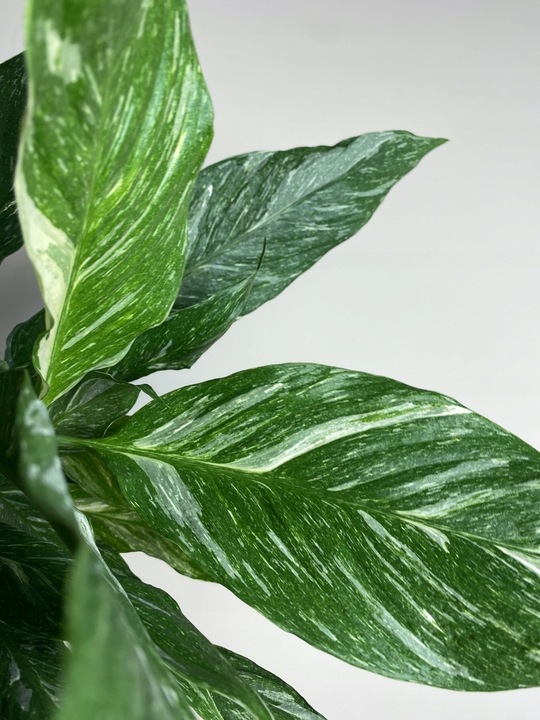 Spathiphyllum Diamond variegated Skrzydłokwiat z biało zielony liśćmi