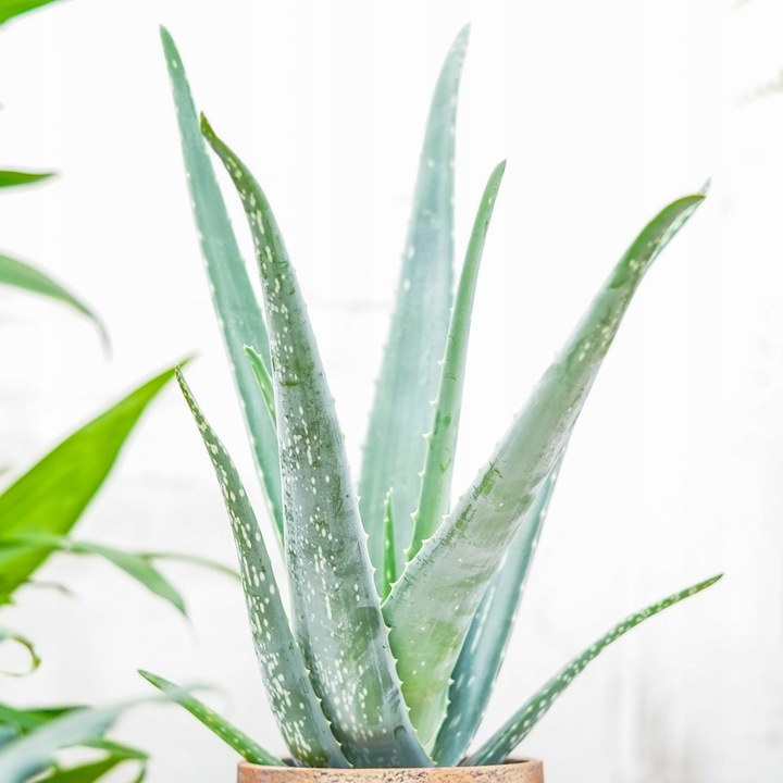 Aloe Vera NIEŚMIERTELNY ALOES Zwyczajny Domowa Lecznicza Roślina