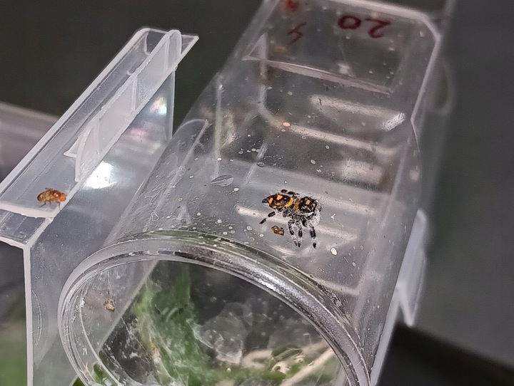 SAMICA Skakun Królewski Phidippus regius SOROA L6/L7 +SIATKA GRATIS skakuny