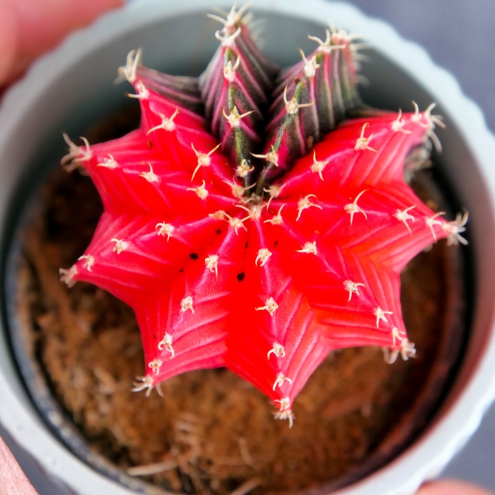 KOLOROWY KAKTUS Gymnocalycium mihanovichii Variegata NA KAŻDĄ OKAZJĘ